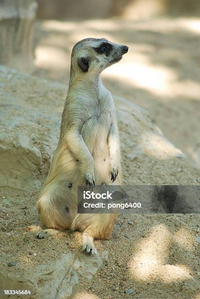 Photo libre de droit de Suricate banque d'images et plus d'images libres de droit de Assis - Assis, Bonne posture, Désert