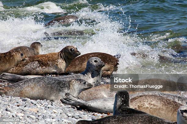 Foto de Cinza Focas e mais fotos de stock de Alemanha - Alemanha, Animais em Extinção, Animal