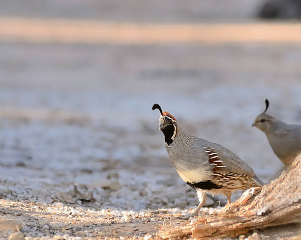 istock Gambel's Quail, Callipepla gambelii, Stepping Out 183345803