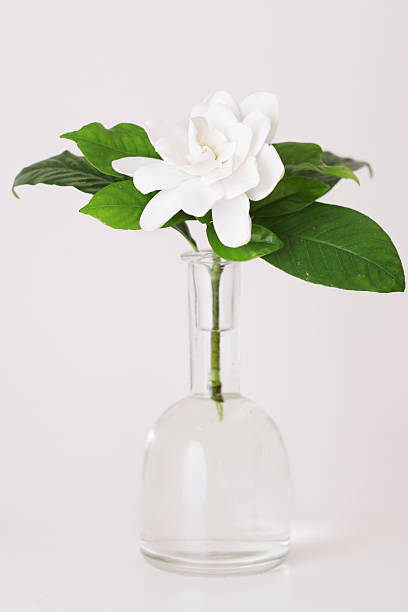 Gardenia flower on a glass vase with white background stock photo