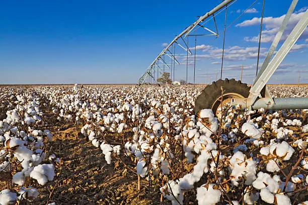"Rows of ripe cotton, shown close-up, with center pivot irrigation equipment and wheel, on South Plains of Texas, USA."