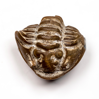 Fossil trilobite curled in a ball for defense.