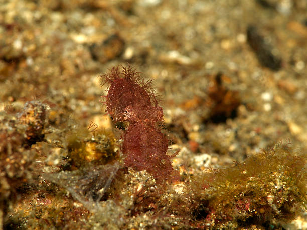 istock rare hairy octopus in Lembeh straits 183346239