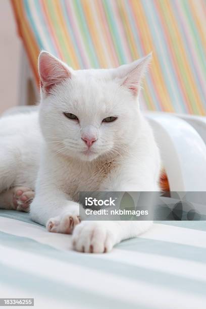 コンテンツホワイトの猫でリラックスしたビーチチェア - アウトドアチェアのストックフォトや画像を多数ご用意 - アウトドアチェア, アウトフォーカス, カラー画像