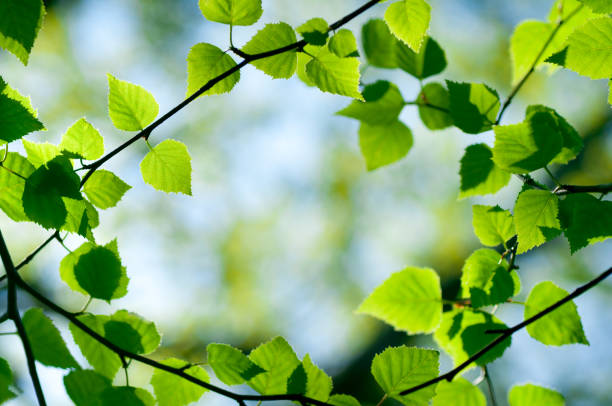 istock Frame of spring Birch leaves 183346283