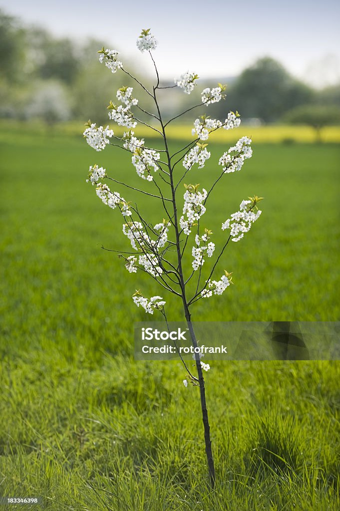 Cerisier au printemps - Photo de Arbre libre de droits