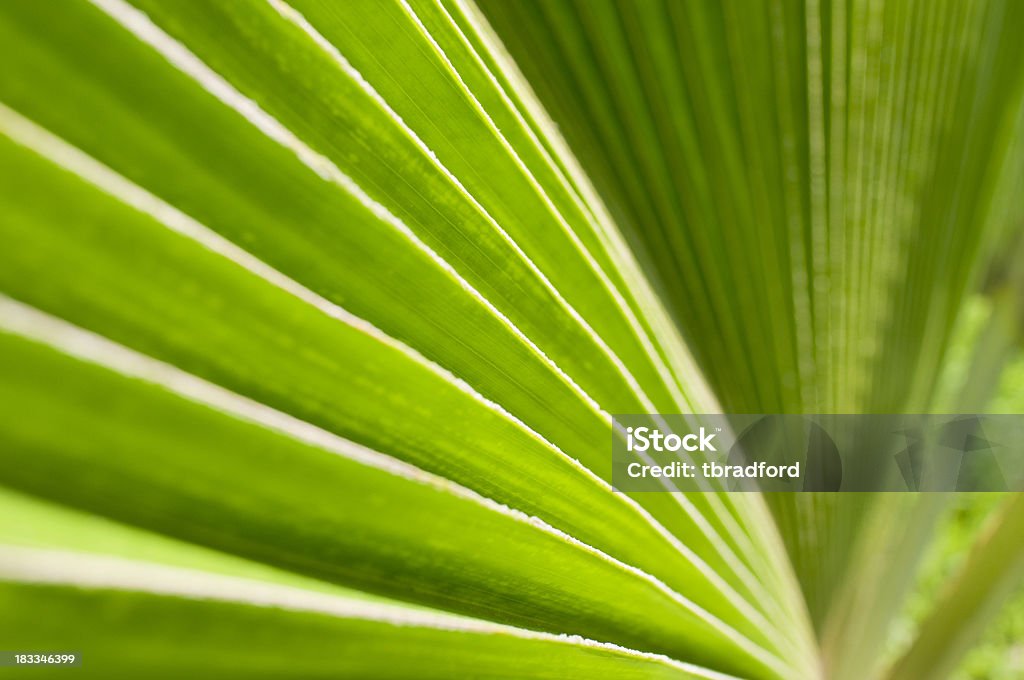 Abstract Palm Leaf Abstract Close Up Of A Palm Leaf Abstract Stock Photo