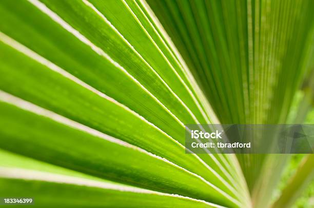 Abstract Palm Leaf Stock Photo - Download Image Now - Abstract, Backgrounds, Close-up