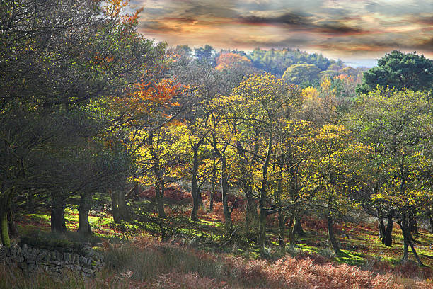 istock Autumn woodland in sunset 183346569