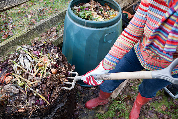 Food Waste Composting "Woman gardener using garden fork to first remove uncomposted food waste from top of composting bin pile, before spreading the compost below onto a vegetable garden." garden fork stock pictures, royalty-free photos & images