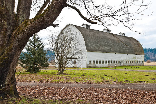 Historic Barn Nothing speaks of rural America like an old barn. Sadly, many of these wooden relics have fallen into disrepair or simply disappeared. The few still remaining remind us of a time when small farms produced most of the food we eat. This historic barn is one of two identical barns that are from the former Brown's Farm in what is now Nisqually National Wildlife Refuge near Olympia, Washington State, USA. jeff goulden barn stock pictures, royalty-free photos & images