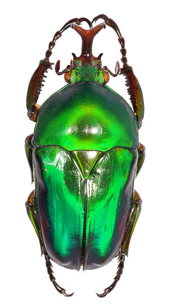 istock Eudicella jewel beetle isolated on white 183346736