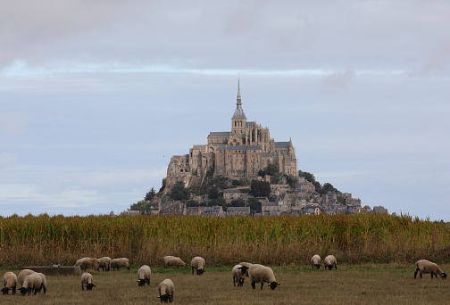 Mont Saint Michel Abbey in the Normandy region of Northern France and the flock of black-headed Suffolk sheep