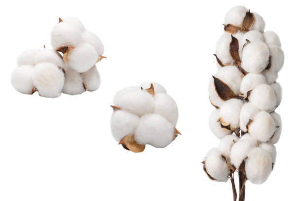istock Cotton flower branch isolated on white background. 1833467823