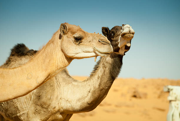 istock Camels in Libyan Sahara desert 183346870