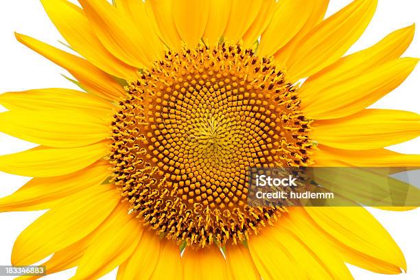Sonnenblume Stockfoto und mehr Bilder von Sonnenblume - Sonnenblume, Weißer Hintergrund, Blume