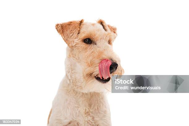 Closeup Of 슈나우저 브리더 스 메롱 개에 대한 스톡 사진 및 기타 이미지 - 개, 핥기, 0명