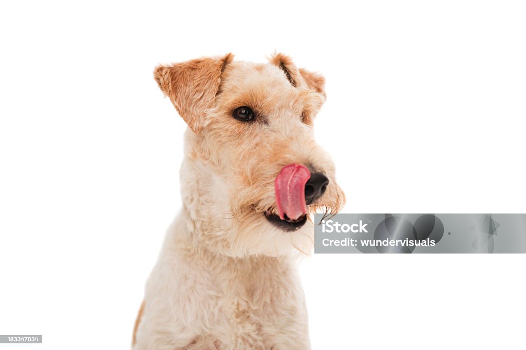 Close-up de Schnauzer criadores Língua de Fora - Royalty-free Cão Foto de stock