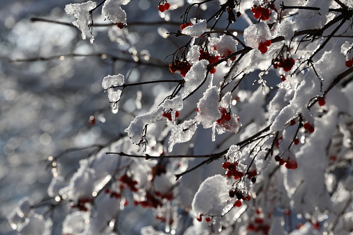 Close-up of Ice Covering Branch of a Blossoming Peach Tree.