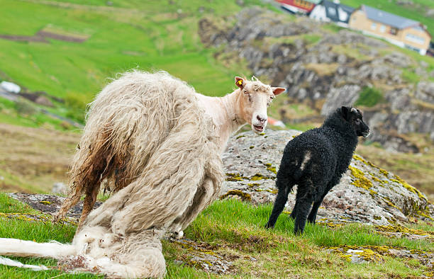 istock Sheep with shabby wool and yeanling 183347138