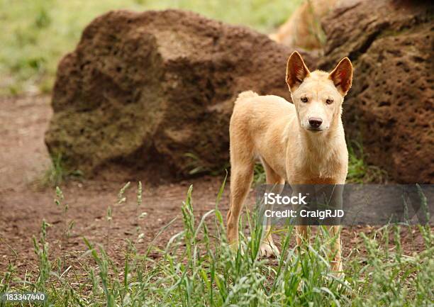 Dingo Stock Photo - Download Image Now - Dingo, Animal, Animal Wildlife
