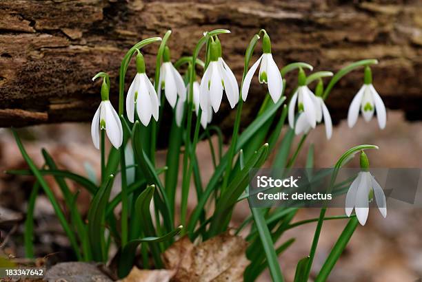 Galanthus Stockfoto und mehr Bilder von Belladonnalilien - Belladonnalilien, Blume, Blume aus gemäßigter Klimazone