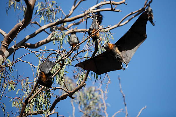 fruit bat - bat fruit bat mammal australia zdjęcia i obrazy z banku zdjęć