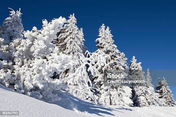 Bäume Im Schnee Bedeckt Stockfoto und mehr Bilder von Alpen - Alpen, Baum, Blau