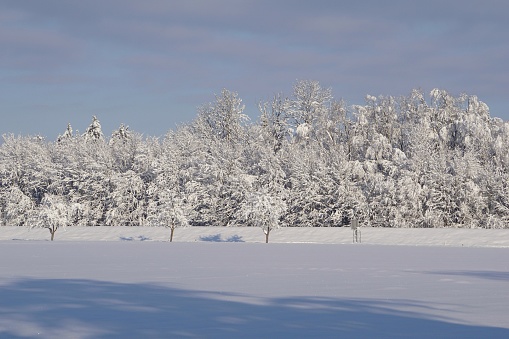 Snow-covered branches in the forest. Beautiful forest in winter. A beautiful snow-covered forest on a sunny day. The sun breaks through the snow-covered trees.