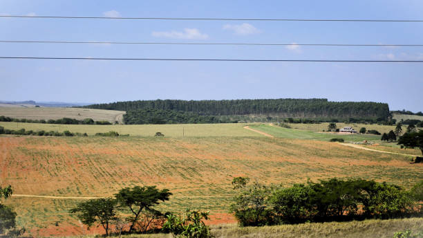 istock Arid hills and eucalyptus forest on roadside farm 1833479998