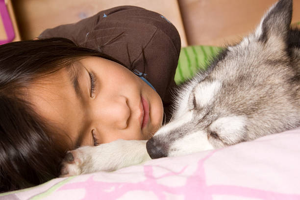 Chinese little girl sleeps beside her Alaskan Klee Kai puppy