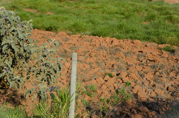 istock A patch of plowed red earth in the field 1833482368