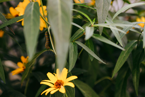 A monarch caterpillar eating milkweed leaves.