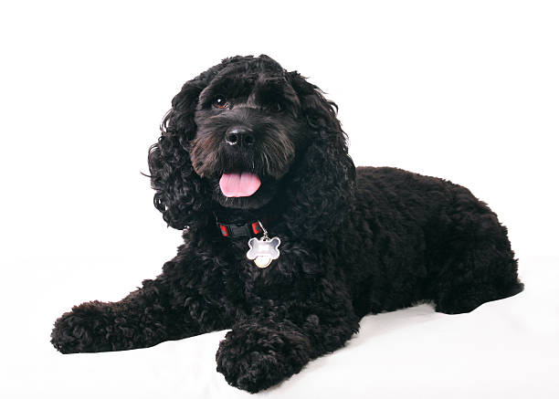 black cocker spaniel festlegung - dog puppy lying down looking at camera stock-fotos und bilder