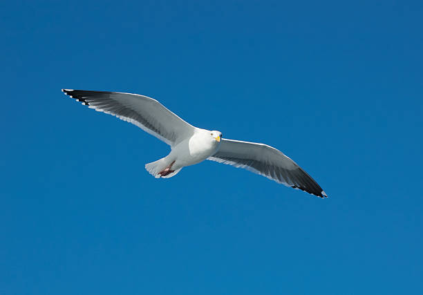 Seagull bird flying with wings spread against blue sky stock photo