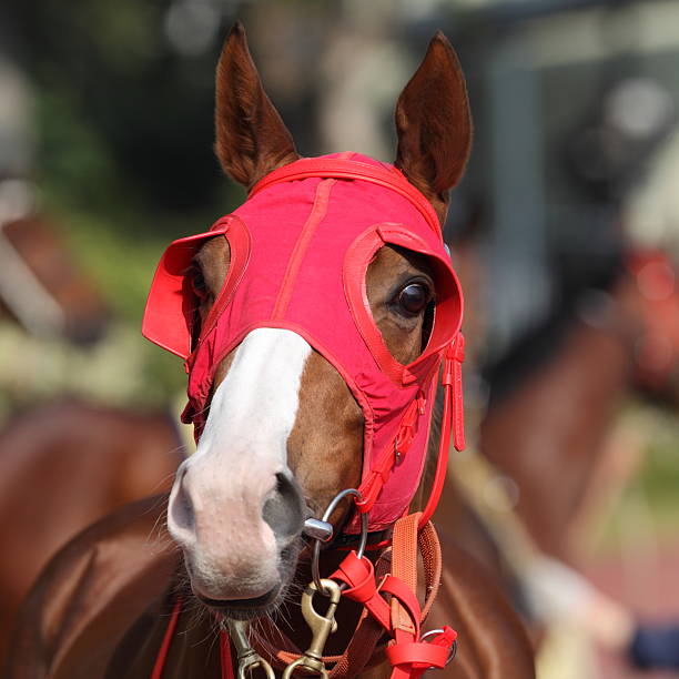 istock Horse head with Red Blinders 183348593