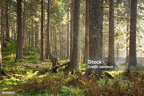 Sunny Forest Stock Photo - Download Image Now - Animal Wildlife, Backgrounds, Branch - Plant Part