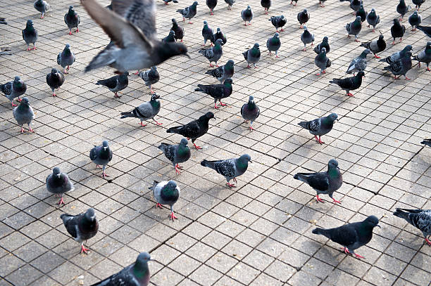 istock pigeons in istanbul 183348940