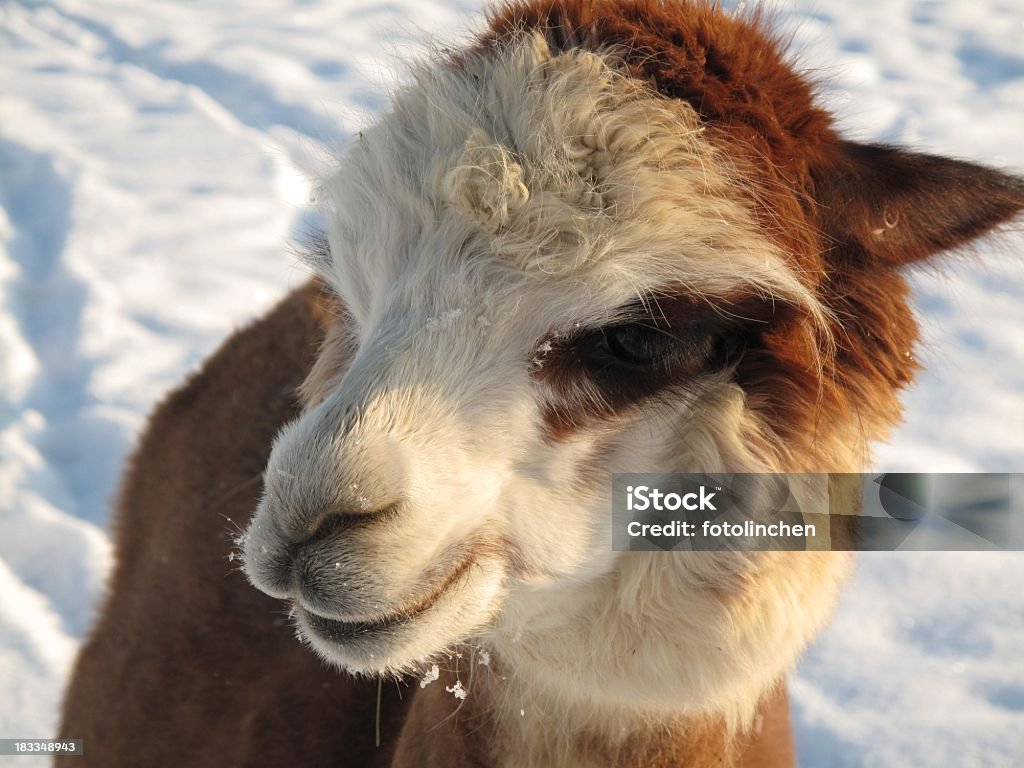 Alpaka im Schnee - Lizenzfrei Alpaka Stock-Foto