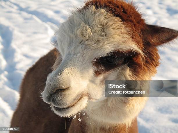 Alpaka Im Schnee Stockfoto und mehr Bilder von Alpaka - Alpaka, Einzelnes Tier, Formatfüllend