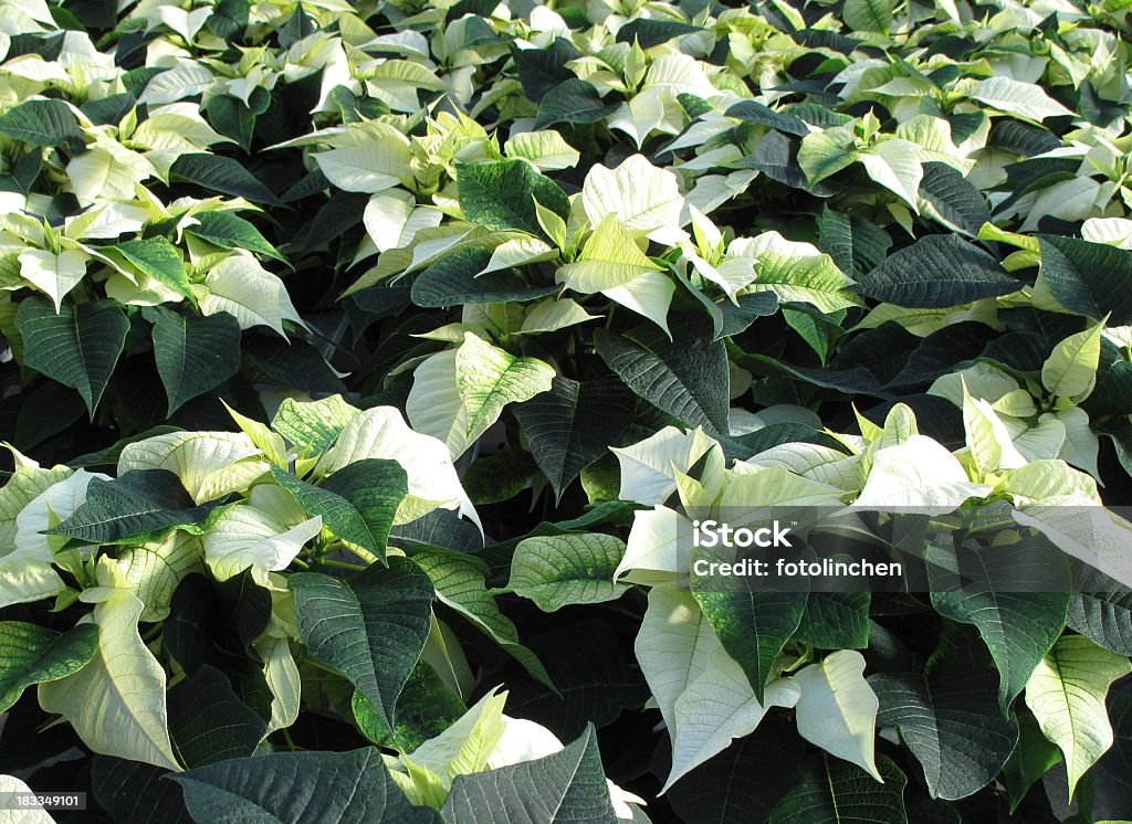 Weiße poinsettias - Lizenzfrei Blatt - Pflanzenbestandteile Stock-Foto