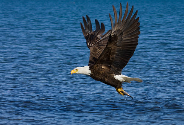 istock Bald Eagle In Flight with Fish in Talon, Alaska 183349102