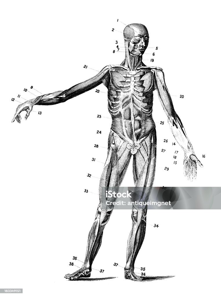 19 th century anatómica grabado del cuerpo humano los músculos - Ilustración de stock de Anatomía libre de derechos