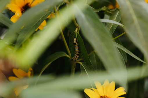 A monarch caterpillar eating milkweed. Shot through a frame of leaves by a Canon 5D Mark IV.