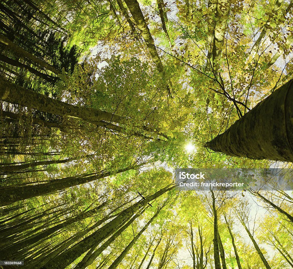 Entouré de grands arbres, Printemps - Photo de Canopée libre de droits