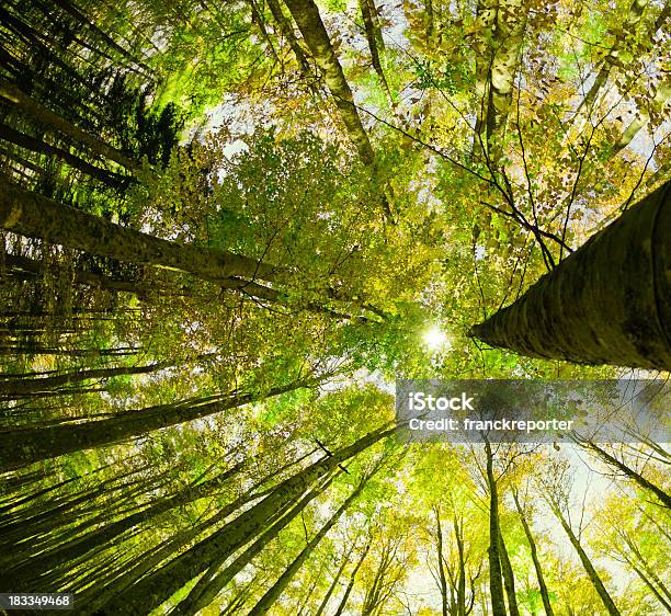 Circondato Da Alti Alberi Stagione Primaverile - Fotografie stock e altre immagini di Copertura di alberi - Copertura di alberi, Inquadratura dal basso, Inquadratura estrema dal basso