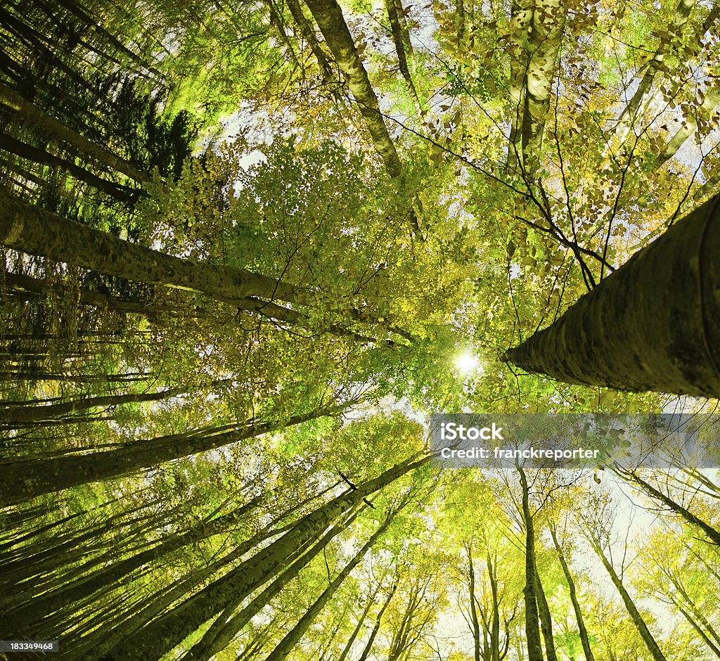 Rodeada por Tall Trees, Primavera temporada - Royalty-free Coberto florestal Foto de stock