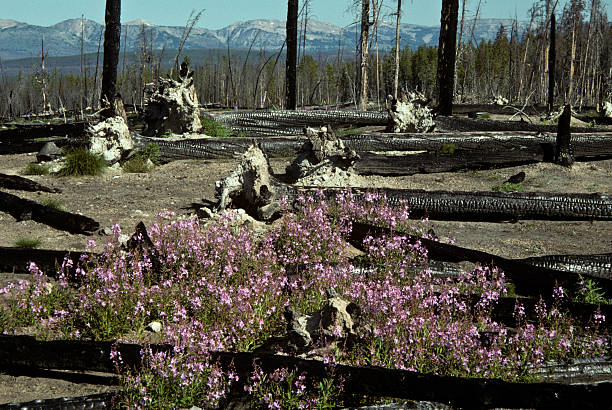 Wildflowers Grow Amid the Fire Damage The Yellowstone fires of 1988 started as many smaller fires and quickly spread out of control. Eventually they combined into one large fire which burned from June 14, 1988 – November 18, 1988. The fires altered the Yellowstone landscape and eventually ended when cool and moist weather came in the late fall. This scene of fireweed growing among the blackened trees was photographed on the Central Plateau four years after the fire. The Central Plateau is in Yellowstone National Park, Wyoming, USA. jeff goulden yellowstone national park stock pictures, royalty-free photos & images