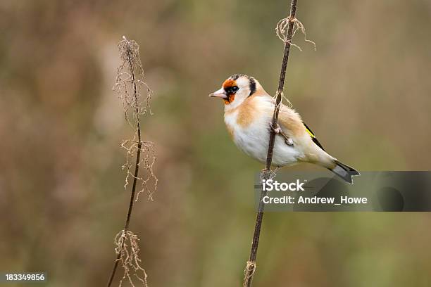 Goldfinch Stock Photo - Download Image Now - Animal, Animal Wildlife, Bird