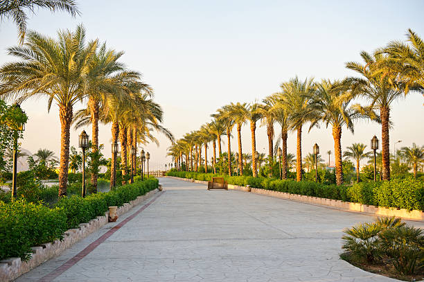 Palm alley in Egypt